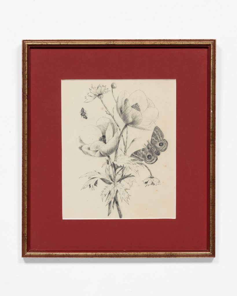 Drawing-flowers-and-insects-pencil on paper